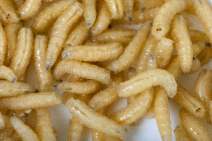 an image of maggots